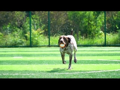 Orange vocal pour les chiens